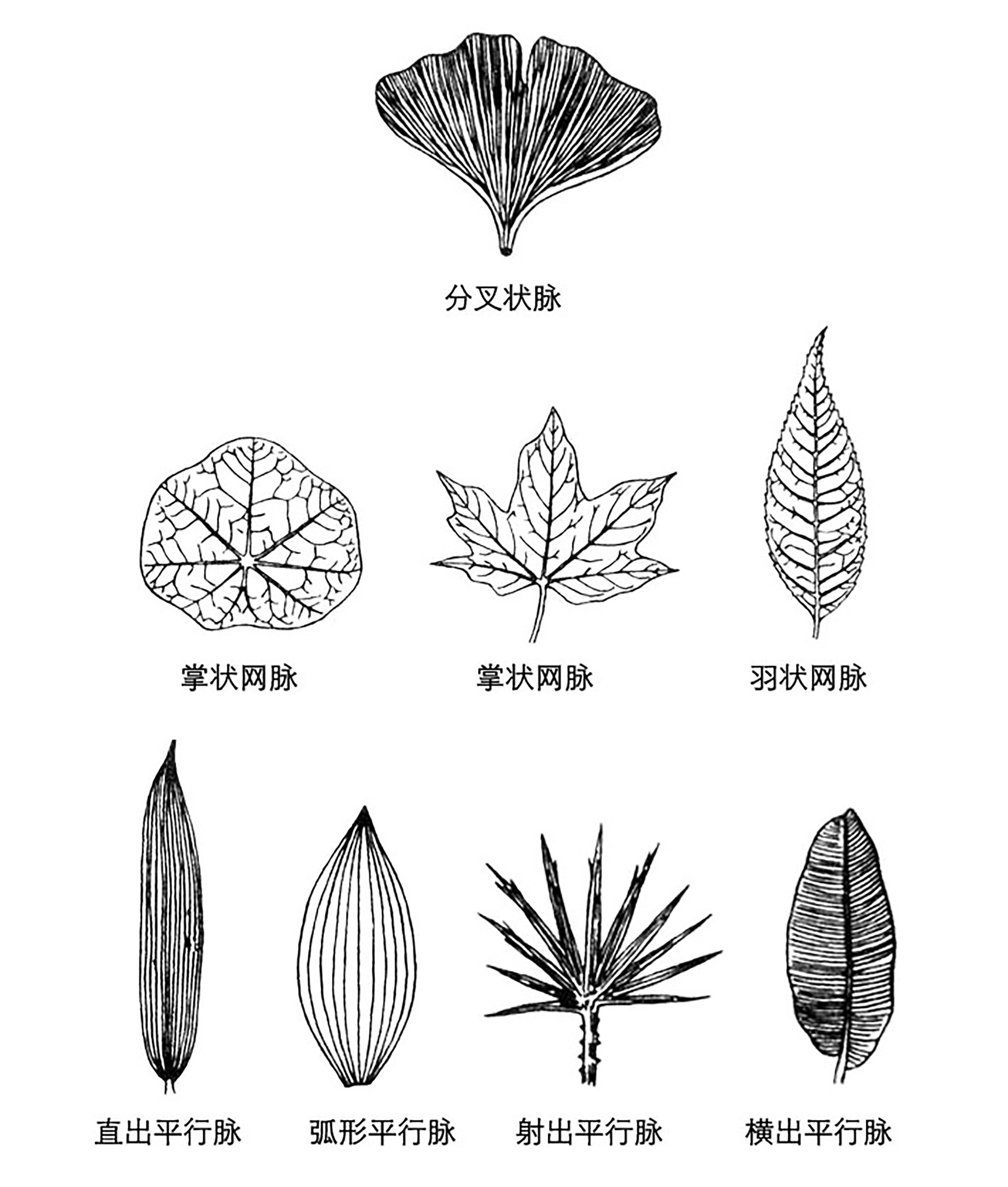 04 植物叶片的主要类型（根据网络资料整理）.jpg